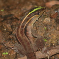 Kentropyx calcarata