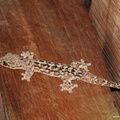 Hemidactylus mabouia 