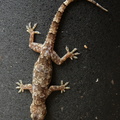 Hemidactylus mabouia 3