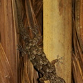 Hemidactylus mabouia 5