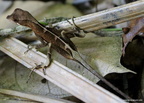 Anolis chrysolepis 2