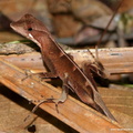Anolis chrysolepis