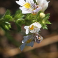 Euphrasia officinalis