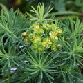 Euphorbia cyparissias 2
