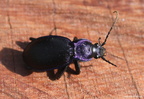 Carabus violaceus purpurascens 2