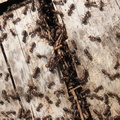 Camponotus ligniperdus.JPG