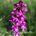 Orchis mascula.JPG