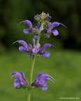 Salvia pratensis 2