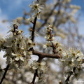 Prunus spinosa.JPG