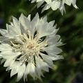 Centaurea Blanche 2