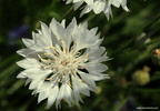 Centaurea Blanche 2