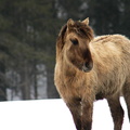 Equus ferus gmelini 