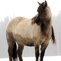 Equus ferus gmelini