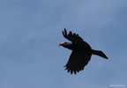 Corvus splendens