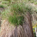 Carex paniculata.JPG