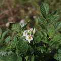 Solanum tuberosum.JPG