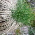Carex appropinquata.JPG