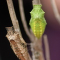 Papilio Machaon 2