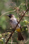 Pycnonotus tricolor 2
