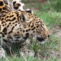 Panthera pardus pardus 1