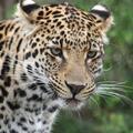 Panthera pardus pardus 2