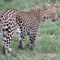 Panthera pardus pardus