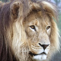 Panthera leo 2.JPG
