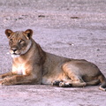 Panthera leo 3