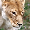 Panthera leo.JPG
