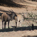 Taurotragus oryx 3