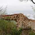 Giraffa camelopardalis 10.JPG