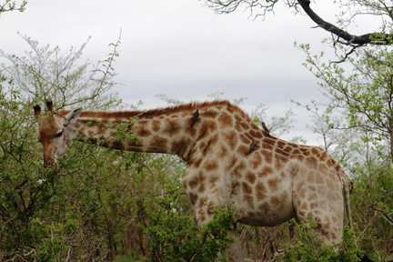 Giraffa camelopardalis 10