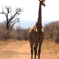 Giraffa camelopardalis 11