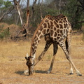 Giraffa camelopardalis 2