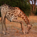 Giraffa camelopardalis 3