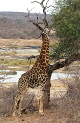 Giraffa camelopardalis 4