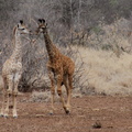 Giraffa camelopardalis 5