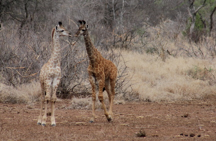 Giraffa camelopardalis 5