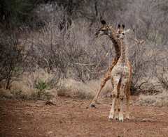 Giraffa camelopardalis 6