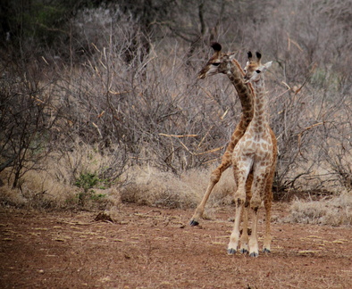Giraffa camelopardalis 6