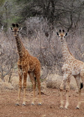 Giraffa camelopardalis 7