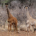 Giraffa camelopardalis 7.JPG