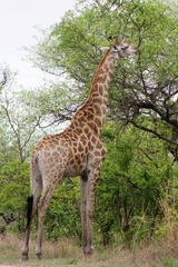Giraffa camelopardalis 8
