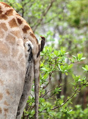Giraffa camelopardalis 9