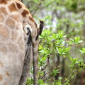 Giraffa camelopardalis 9