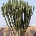 Euphorbia candelabrum 2.JPG