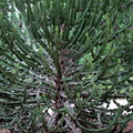 Euphorbia cooperi 2