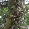 Ficus sycomorus.JPG