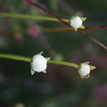 Parnassia palustris 2