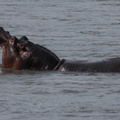 Hippopotamus amphibius 4